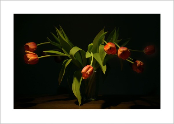 Tulpen Blumenstilleben Kunstdruck Wandbild auf Fine Art Print Papier