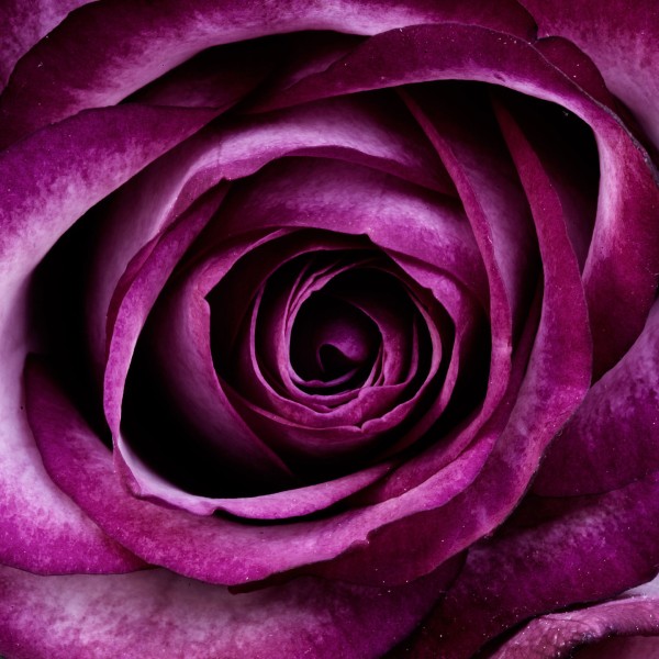 Blumenbild Purpurrote Rose dekoratives Wandbild